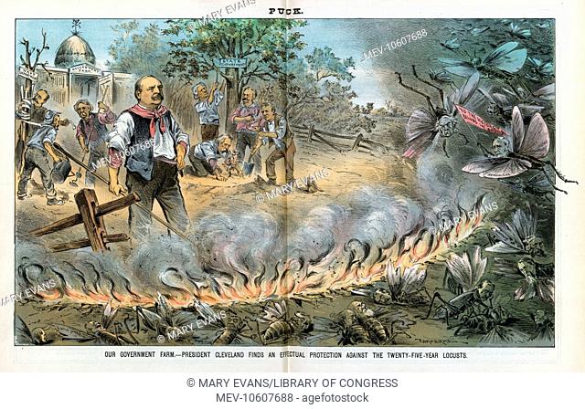 Our government farm - President Cleveland finds an effectual protection against the twenty-five-year locusts. Illustration shows President Cleveland stands...