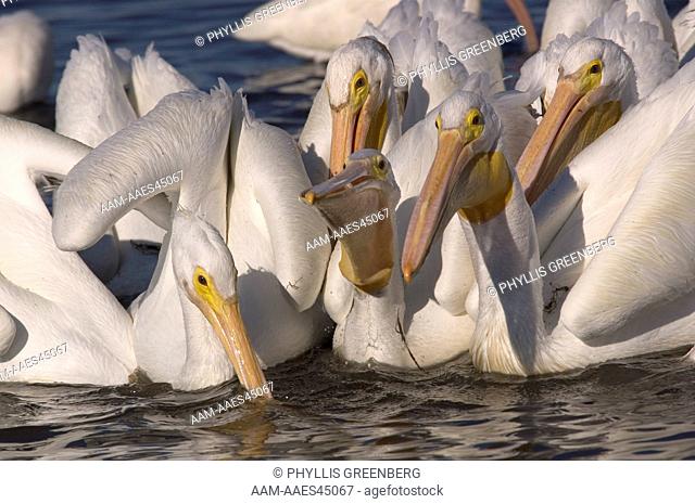 White Pelican (Pelecanus erythrorhynchos) Ding Darling Wildlife Refuge, Florida