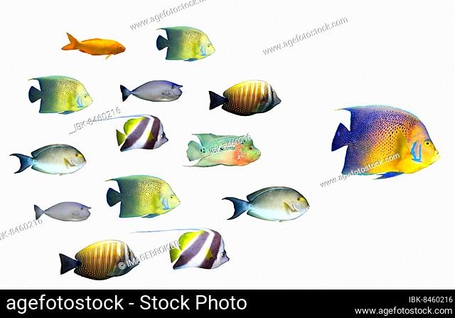 Leadership concept, big fish leading school of tropical fishes isolated on white