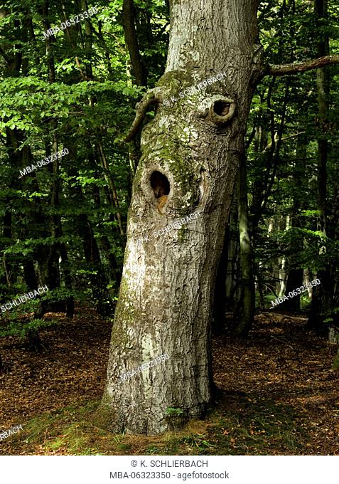 Germany, Mecklenburg-Western Pomerania, Western Pomerania Lagoon Area National Park, Darss Forest, old knobby warped beech with knotholes