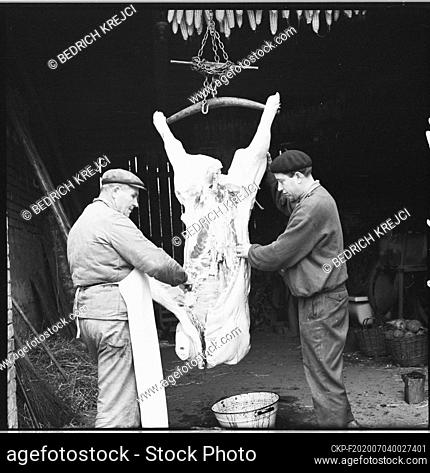 ***JANUARY 3, 1967 FILE PHOTO***Traditional hog-killing time in Czech Republic, January 3, 1967. Skilled butcher with the help of family members and neighbours...