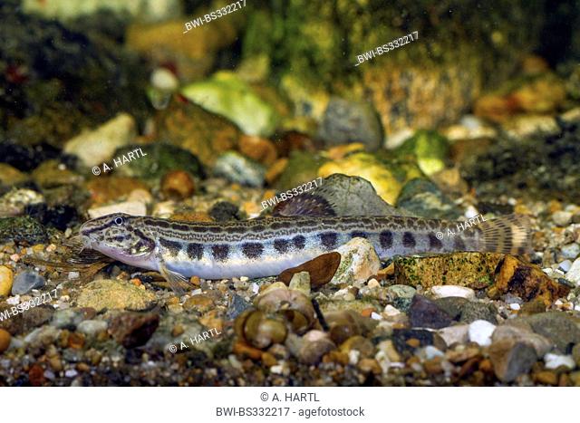 spined loach, spotted weatherfish (Cobitis taenia), juvenile at the gravel ground of a water