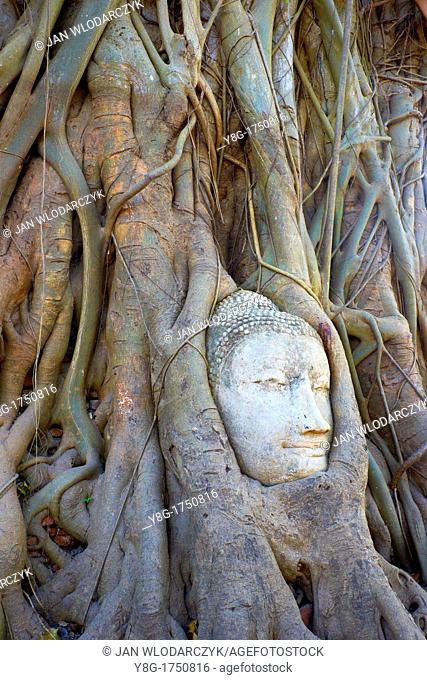 Thailand - Ayutthaya, Wat Mahathat Temple, a Buddha head overgrown with tree roots