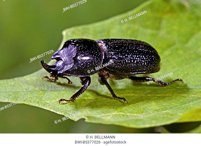 rhinoceros beetle, small European rhinoceros beetle (Sinodendron cylindricum), male on a leaf, Germany
