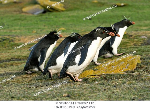 Rockhopper penguins Eudyptes chrysocome