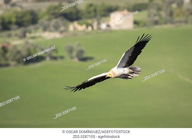 Egyptian vulture (Neophron percnopterus) in flight. Pre-Pyrenees. Lleida province. Catalonia. Spain. Endangered species