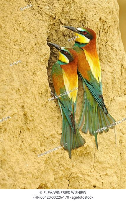 European Bee-eater Merops apiaster adult pair, at nesting burrow entrance, Bulgaria, may