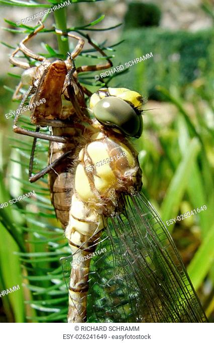 dragonfly (hawker), freshly hatched larvae with skin