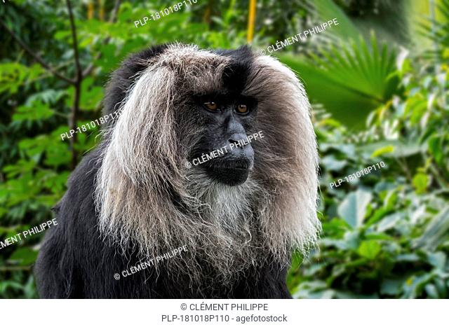 Lion-tailed macaque / wanderoo (Macaca silenus) endemic to the Western Ghats of South India