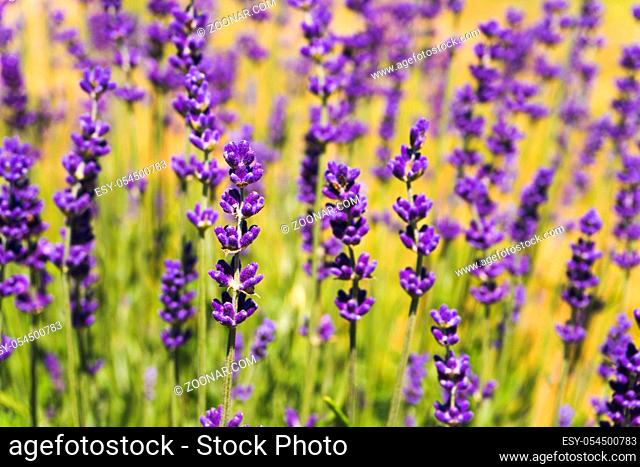 Flowers in the lavender fields in summer day. Background