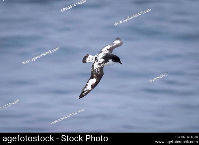 Slow pan of Cape petrel over water