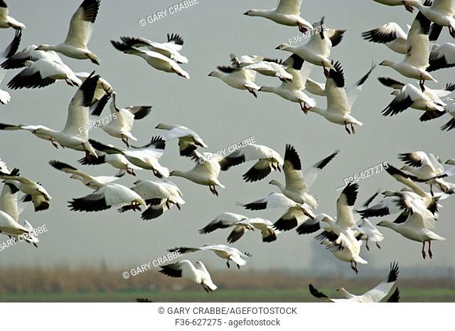 Flocks of Ross's Geese take off from field during migration, Merced National Wildlife Refuge, Central Valley, California