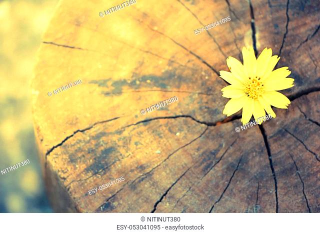 Closeup Singapore daisy flower with wood background
