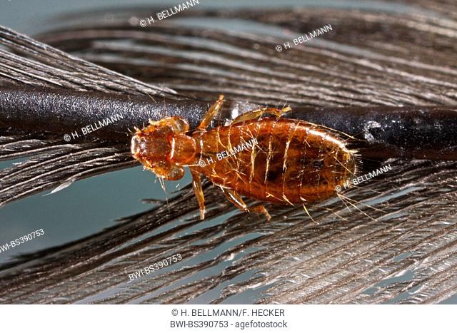 Bird louse, Feather lice, Feather louce (Dennyus hirundinis, Pediculus hirundinis), on a feather, Germany