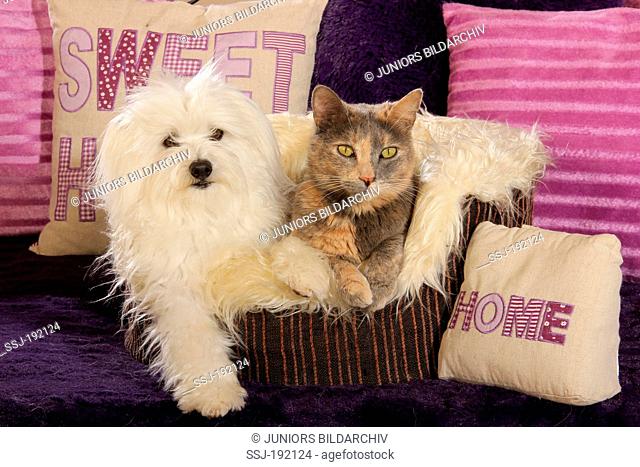 Maltese and domestic cat lying in a basket with cushions around them. The cat is sleeping. Spain