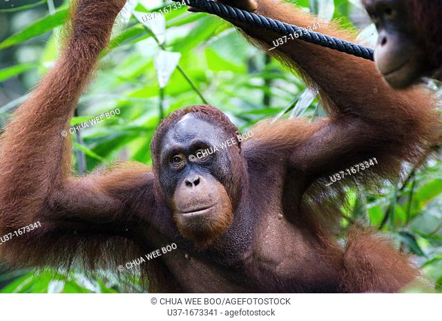 Orangutan. Semengoh Wildlife Centre, Sarawak, Malaysia