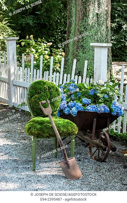 A flowering hydrangea in a wheel barrow next to a moss covered chair in front of a white picket fence in a garden.Georgia USA