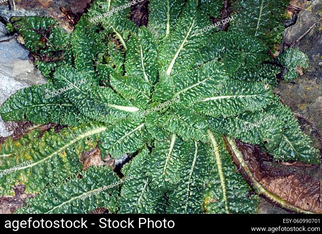 Kardendistel; Ist eine Heilpflanze und Arzneipflanze, Wildpflanze, Bume und Duftblume