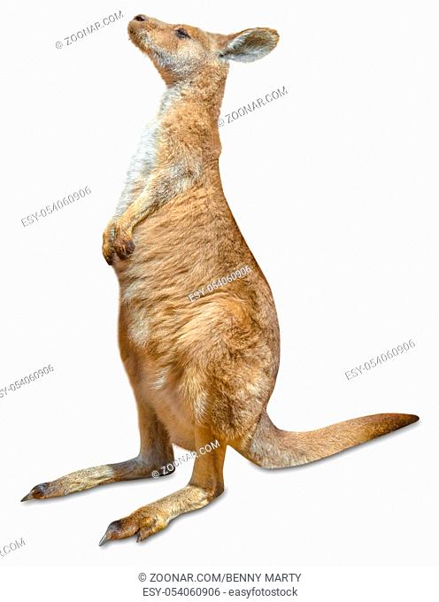 Red australian kangaroo, Macropus rufus, standing and isolated on white background