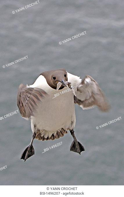 Common murre Common murre Uria aalge with the food it has just fished in the beak, Shetland Islands, Scotland. Uria aalge  Common murre  Guillemot  Alcid...