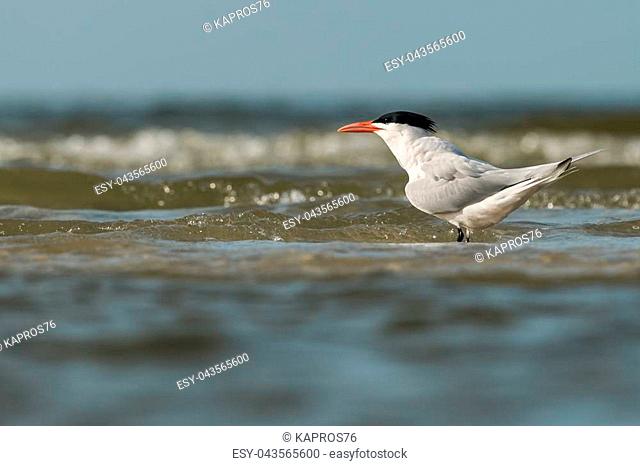 Royal tern (Thalasseus maximus) is wading on the seashore
