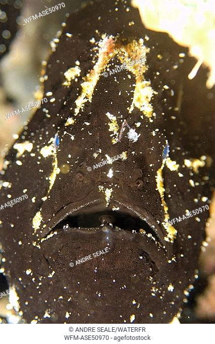 Giant frogfish, black phase, Antennarius commersoni, Puerto Galera, Mindoro, Philippines