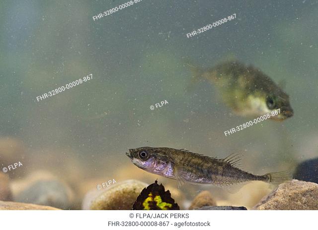 Nine-spined Stickleback (Pungitius pungitius) adult, swimming over gravel, with Three-spined Stickleback (Gasterosteus aculeatus) in background, England