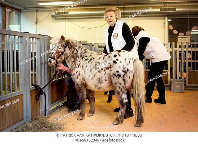 Dutch Queen Beatrix (L) and and Princess Margriet look after a pony in Dordrecht, The Netherlands, 15 March 2013. The Royal family helps out as part of the...