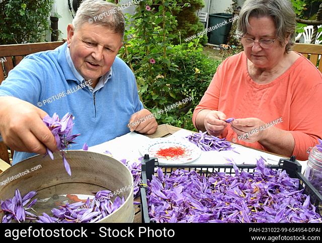 PRODUCTION - 17 October 2023, Saxony, Döbrichau: Harald Alex (l) and his wife Gudrun pluck red spice threads from the first harvested saffron crocuses (Crocus...