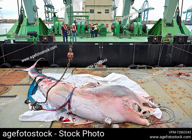 the removal of a whale cadaver at the terminal of DP World, in the Deurganckdok at the Port of Antwerp-Bruges, in Antwerp, Tuesday 29 August 2023