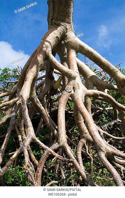 Tree roots in the Escambray Sierra, near Trinidad, Cuba
