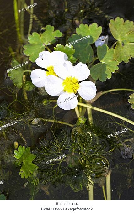 Pond Water-crowfoot, Pond Water crowfoot (Ranunculus peltatus, Ranunculus aquatilis ssp. peltatus), blooming, Germany