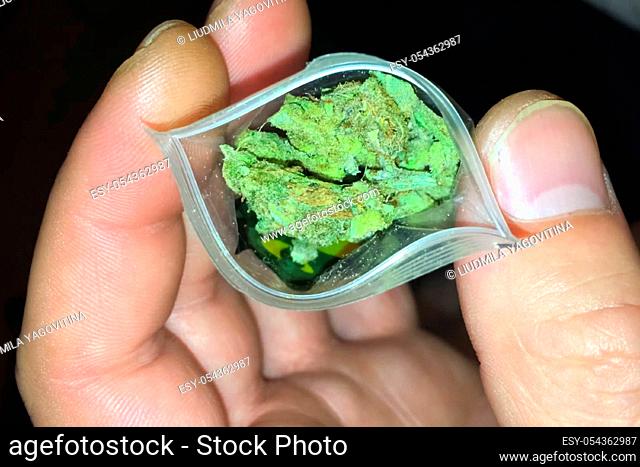 A bag of marijuana in the hands of a rastaman man. Dose of marijuana soft drug, compressed leaves and hemp inflorescences