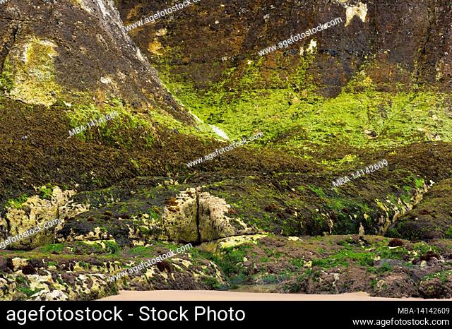 europe, northern ireland, county antrim, causeway coast, intertidal zone, cliff white rocks made of shell limestone with green algae