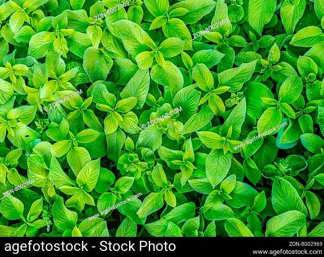 Fresh mint leaves after rain