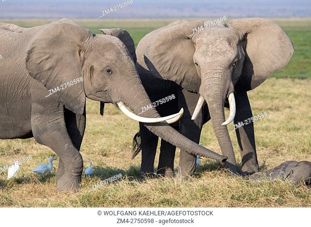 African elephants (Loxodonta africana) sniffing sleeping baby in Amboseli National Park in Kenya