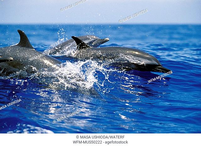 pantropical spotted dolphins wake-riding, Stenella attenuata, Kona, Big Island, Pacific Ocean, Hawaii, USA
