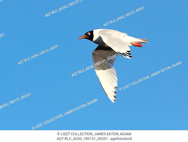 Relict Gull (Ichthyaetus relictus) flying, Relict Gull, Ichthyaetus relictus