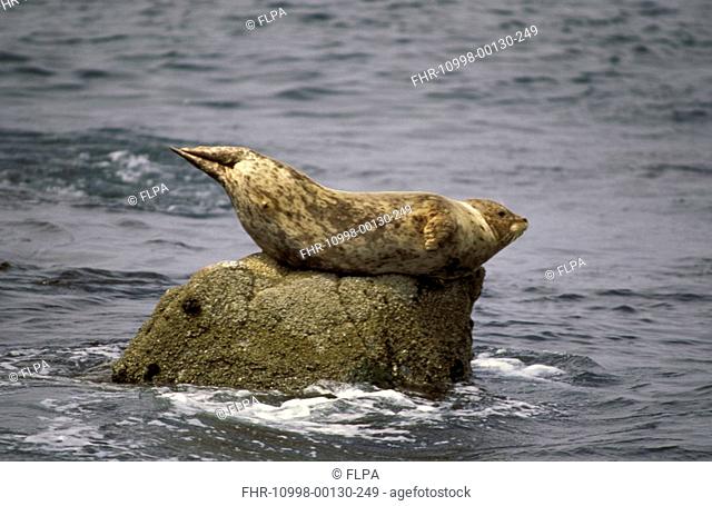 Common Seal Phoca vitulina Resting on rock in sea / Monterey, California, USA