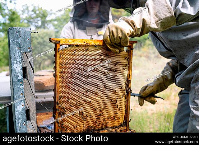 Male beekeeper examining beehive by female colleague at farm