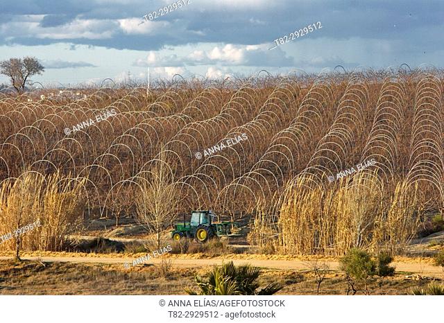Orchards and tractor, Huelva province, Andalusia, Spain