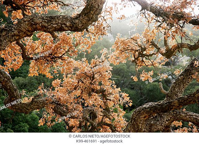 Cork Oak in Los Alcornocales Natural Park. Tarifa, Cádiz province, Andalusia, Spain