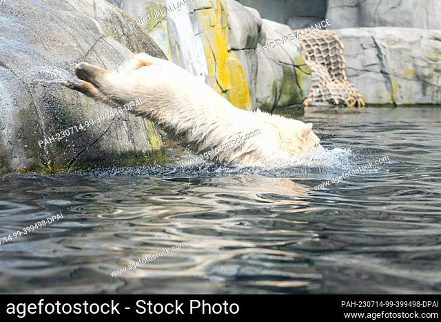 13 July 2023, Hamburg: The little polar bear jumps into a pool of water in the outdoor enclosure. The little polar bear has been romping around in the outdoor...