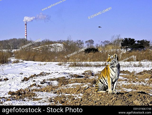 Tiger with pollution