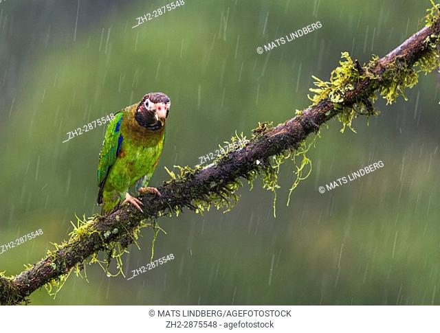 Brown-hooded parrot, Pyrilia haematotis, sitting in a tree in rainfall at Laguna del Lagarto, Boca Tapada, San Carlos, Costa Rica