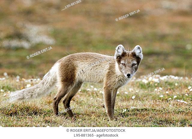 Arctic Fox Vulpes lagopus seeking carrion or other food source, Svalbard