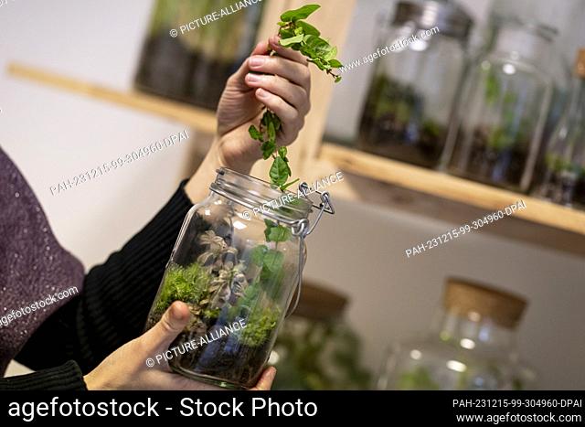 PRODUCTION - 30 November 2023, Berlin: Aurelie Morgen, owner of Petite Jungle, holds a bottle garden in her workshop. They are a popular alternative to large...
