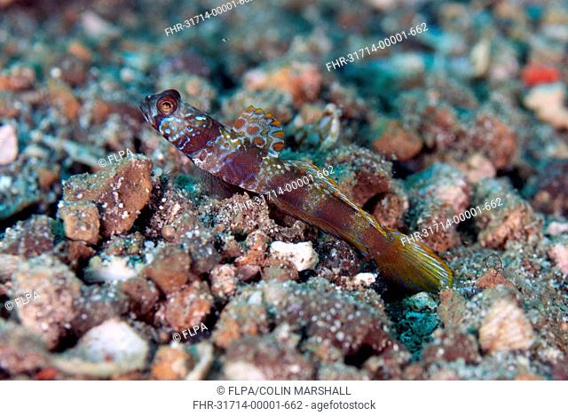 Metallic Shrimpgoby (Amblyeleotris latifasciata) adult, with dorsal fin extended, resting on sand, Lembeh Straits, Sulawesi, Sunda Islands, Indonesia, July