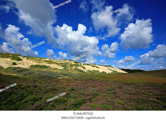 heath of 'Listland' close 'List' (municipality) on the island of Sylt, blossoming broom heather in the 'Ellenbogental' on the lee side of the big drifting dune