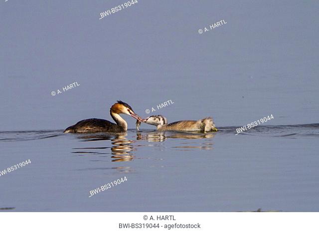 great crested grebe (Podiceps cristatus), feeding a juvenile with a roach, Germany, Bavaria, Lake Chiemsee, Dorfen